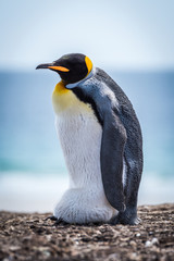 Fototapeta na wymiar King penguin carrying egg on shingle beach