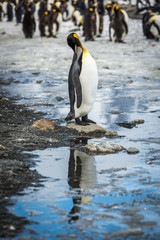 Fototapeta na wymiar King penguin in rookery reflected in pool