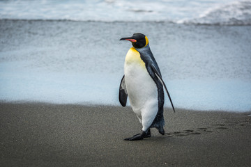 King penguin leaving footprints on wet beach