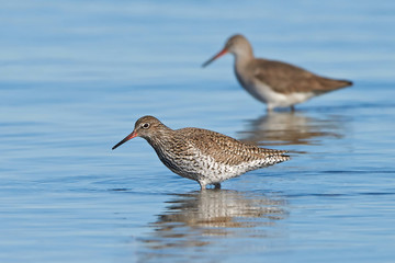Common redshank (Tringa totanus)