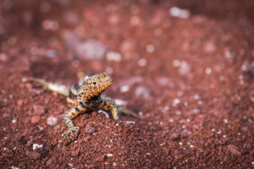 Lava lizard on beach looking at camera