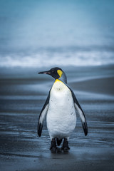 Lone penguin walking along wet sandy beach