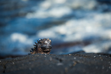 Marine iguana poking its head above rock