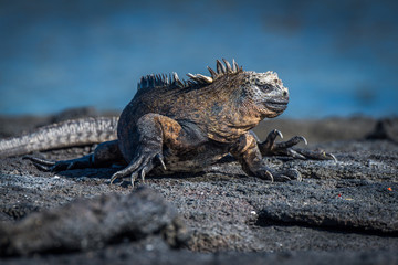 Marine iguana turning head on volcanic rock