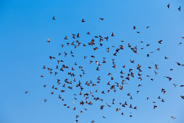many birds pigeon flying in the sky