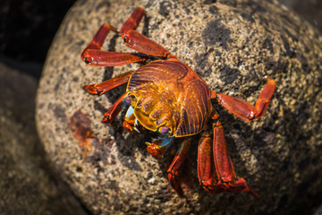 Sally Lightfoot crab on mottled brown rock