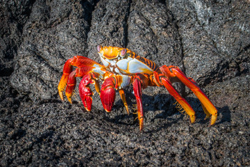 Sally Lightfoot crab on black volcanic rocks