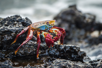 Sally Lightfoot crab on wet volcanic rocks
