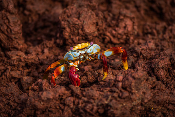 Sally Lightfoot crab perched on brown rock