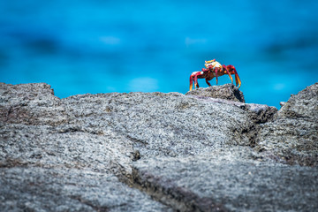 Sally Lightfoot crab perched on rocky horizon