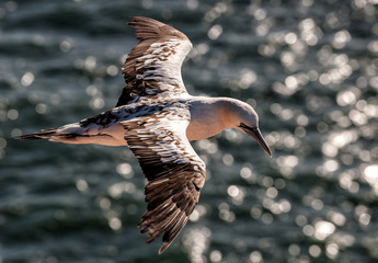 Bird flying over the sea