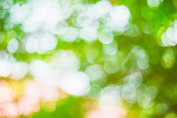 abstract blurred green bokeh leaves background and texture