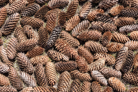 Pine cone. Pine cones, for backgrounds or textures.