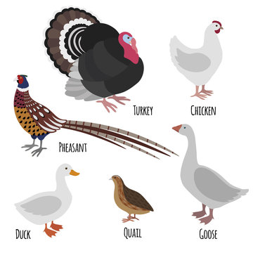 Set of domestic fowl, poultry farm cartoon birds: pheasant, turkey, goose, chicken, duck and quail isolated on white background, vector illustration