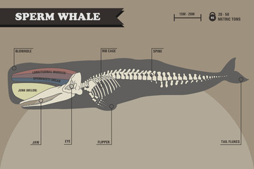 Fototapeta premium Sperm whale skeleton.