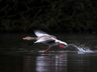 Greylag goose (Anser anser) © dennisjacobsen