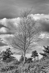 A silver birch tree in mono.
