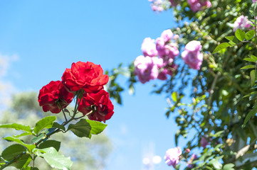 Red and pink roses on sky background