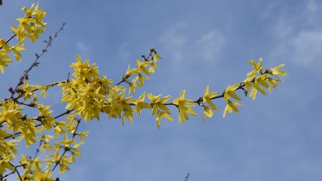 Forsythia en fleurs