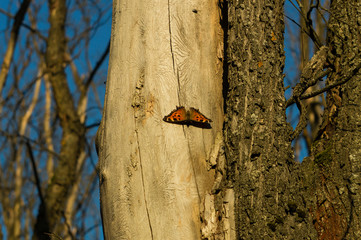 Butterfly on a tree