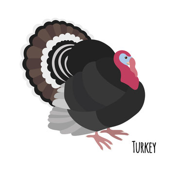 Cartoon turkey isolated on white background, vector illustration
