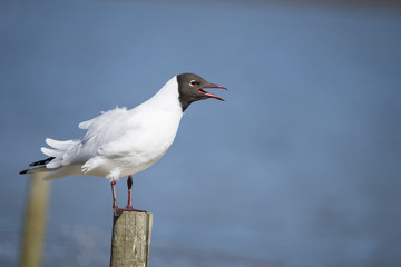 Portrait of Mediterranean Gull Icthyaetus Melanocephalus
