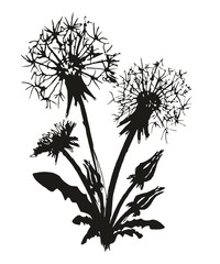 Fototapeta premium Sketch of field dandelion. 