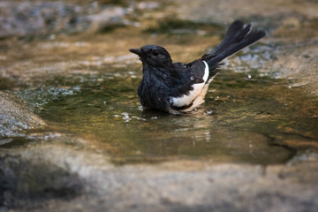 The Oriental Magpie Robin.