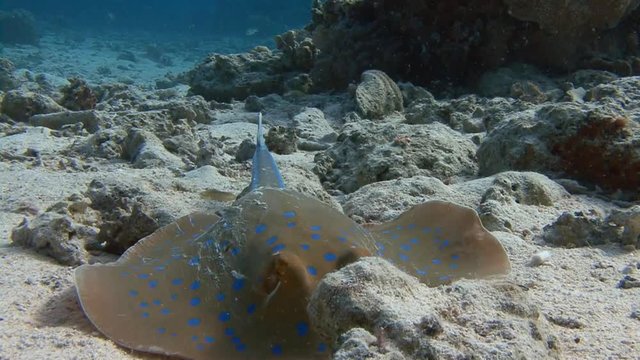 Дайвинг в Красном море близ Египта. Морской скат хвостокол (Taeniura Lymma)