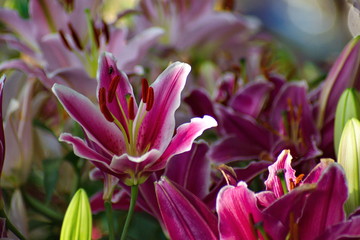 Beautiful pink lily flower in green garden.