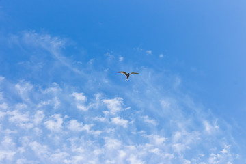 seagull on a background of blue sky and clouds