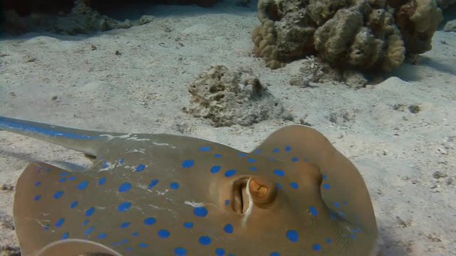 Дайвинг в Красном море близ Египта. Морской скат хвостокол (Taeniura Lymma)