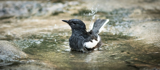 The Oriental Magpie Robin.