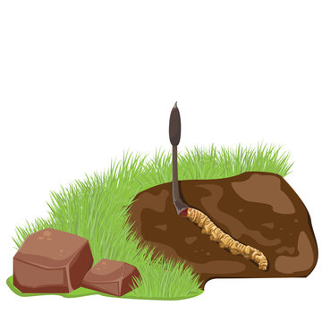 illustration. Cordyceps sinensis.Dong Chong Xia Cao.