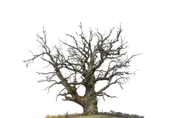 Fotobehang eiken boom geïsoleerd op wit © Pink Badger