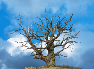  oak tree on bright blue sky