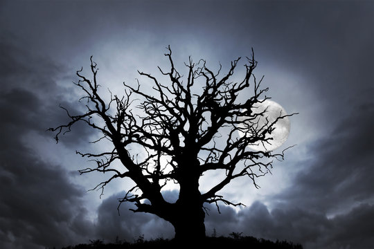 oak tree with moon