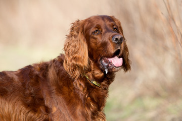 Red irish setter dog, dog for a walk