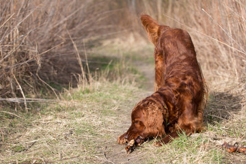 Red irish setter dog, dog for a walk