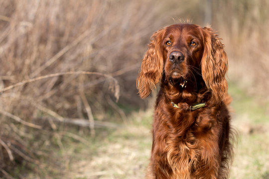 Red Irish Setter Dog, Dog For A Walk