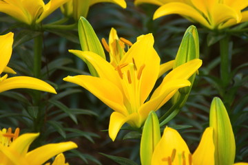 Beautiful yellow lily flower in green garden. group of lily flower.