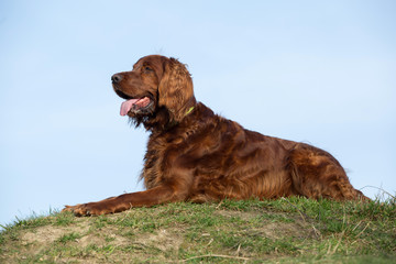 Red irish setter dog, dog for a walk