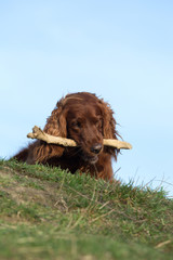 Red irish setter dog, dog for a walk