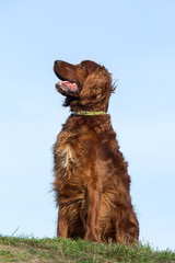 Red irish setter dog, dog for a walk