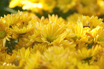 yellow Chrysanthemum flower in the garden. group of yellow chrysanthemum flower on blur background.