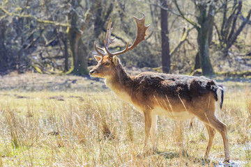 Naklejka na ściany i meble Wild deer in New Forest National Park