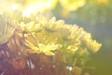 yellow Chrysanthemum flower in the garden. group of yellow chrysanthemum flower on blur background. Fill color effect for vintage style.