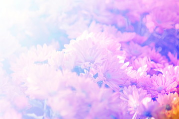 Beautiful pink Chrysanthemum flower in the garden.group of pink  Chrysanthemum flower. with light effect fill in vintage style photo.