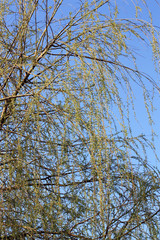 Obraz premium Frühling