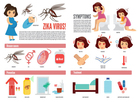Zika virus and dengue virus infographic. Vector flat design. Prevention, symptoms and treatment vector illustration. Pregnant woman attacked by mosquitoes. Epidemic of zika virus